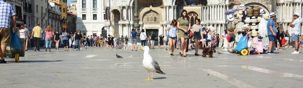 VENEZIA, ITALIA - 10 novembre 2019 - Veduta panoramica su Piazza San Marco con la Basilica di San Marco a Venezia — Foto Stock