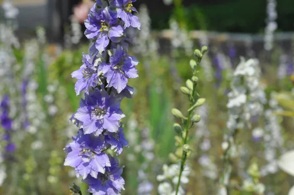 Delphinium of larkspur bloem op bloembed in de tuin — Stockfoto