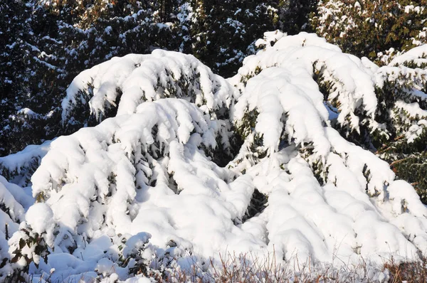 Nevicata nel giardino della casa ginepro coperto di neve. Paese delle meraviglie invernali . — Foto Stock