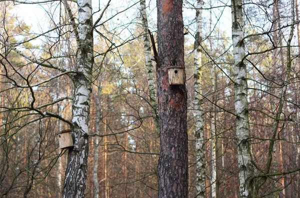 Birdhouse all'aperto. Case per uccelli nella foresta . — Foto Stock