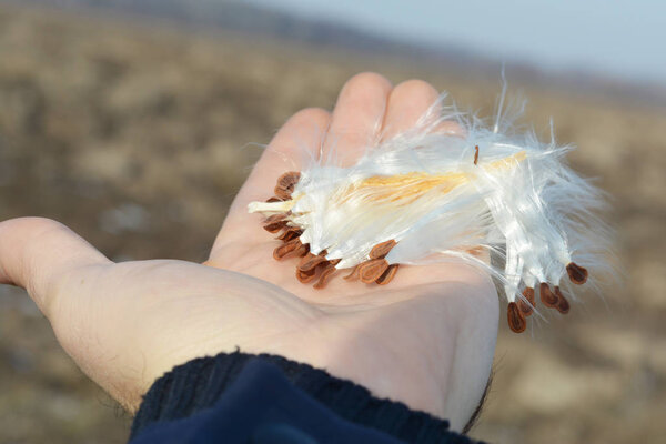 Asclepias syriaca, обычно называемый обычным молочным сорняком, цветком бабочки, шелковистым сорняком, шелковистым ласточником и семенами шелковицы Вирджинии на мужской руке

