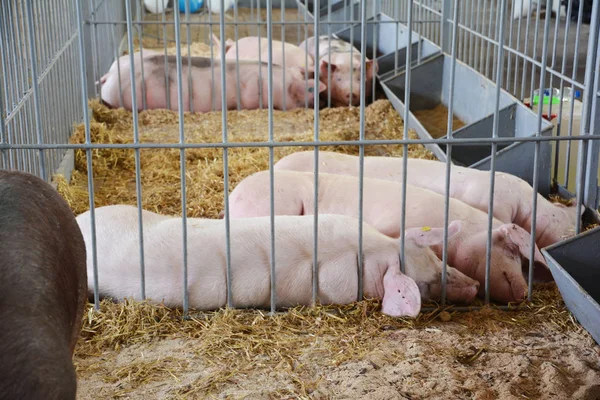 Sleeping Happy Pigs in the farm. Pigs on countryside farm.