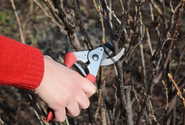 Trädgårdsmästare hand skära frukt buske gren med bypass secateurs på våren trädgård — Stockfoto
