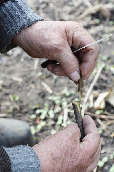 Injerto de manzano. Viejo jardinero injertando manzano con las manos y el cuchillo . — Foto de Stock