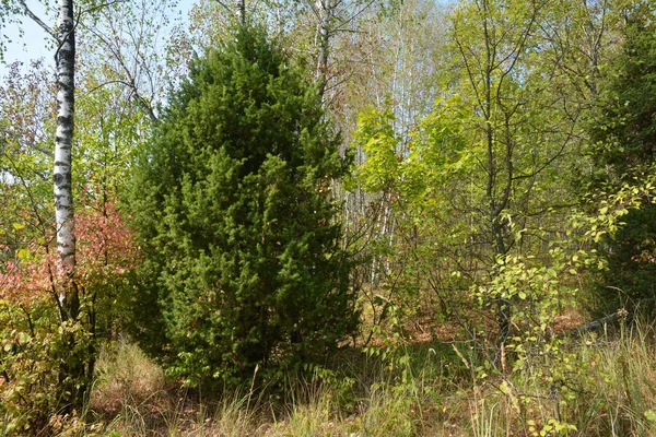 Juniperus communis es una especie de conífera de la familia Cupressaceae. Enebro en el bosque — Foto de Stock