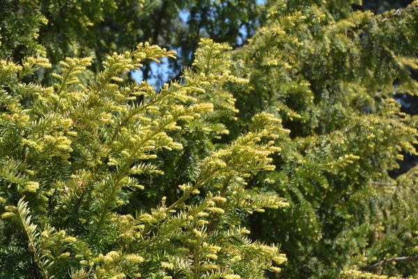 Taxus baccata, europejski żywopłot cis wiosną. Yew Hedging. Przycinanie żywopłotów Yew. — Zdjęcie stockowe