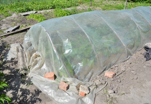 Парниковая кровать для овощных саженцев весной. Теплица ручной работы в саду . — стоковое фото