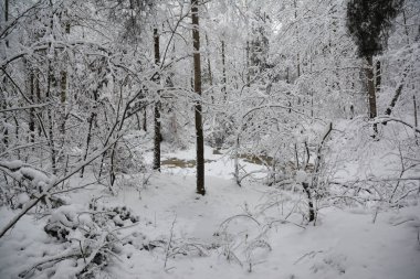 Kış ormanı Orman ağaçları, göl karları.