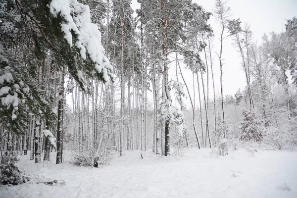 Neve coperta di pini nella foresta. Paesaggio invernale — Foto Stock