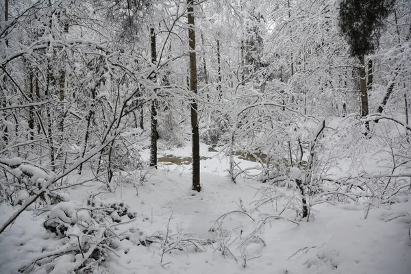 Foresta invernale. Alberi forestali, lago coperto di neve . — Foto Stock