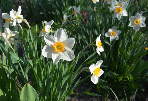 Narcisos flores, narcisos en casa cama de flores de primavera — Foto de Stock