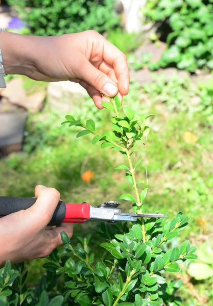 "Boxwood Propagation with Stem Cuttings". Выращивание Boxwood Hedge Shrubs, укореняя Cuttings — стоковое фото