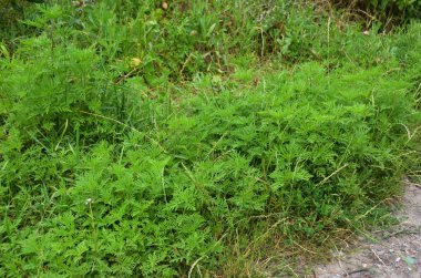 Ambrosia artemisiifolia neden olan alerji. Ayrıca çağrıldı yıllık ragweed, bitterweed, blackweed, havuç ot, saman nezlesi ot, stammerwort, stickweed, püskül ot