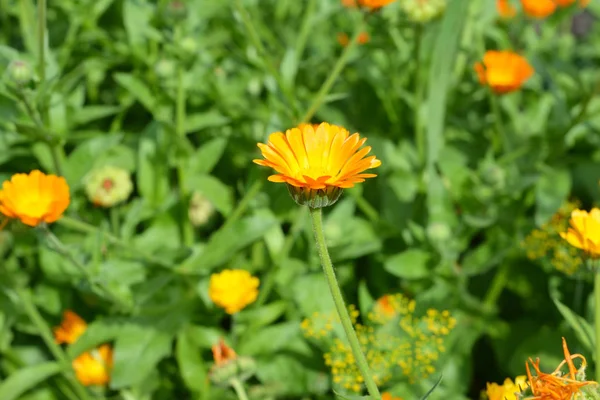 Calendula officinalis, Pot Marigold na domu ogród kwiat łóżko — Zdjęcie stockowe