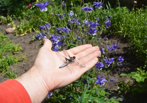 Hombre sosteniendo en la mano libélula muerta. Concepto de extinción de insectos — Foto de Stock