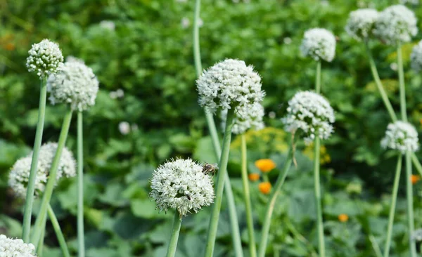 Selective focus on blooming onion flower with honey bee. Onion flower heads on vegetable garden. Onion flower buds.