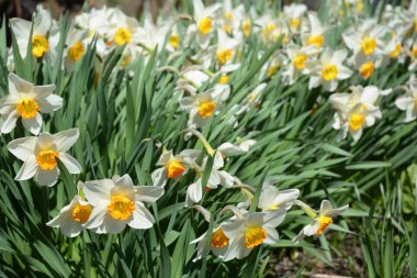 Bahar bahçesinde Narcissus çiçekleri