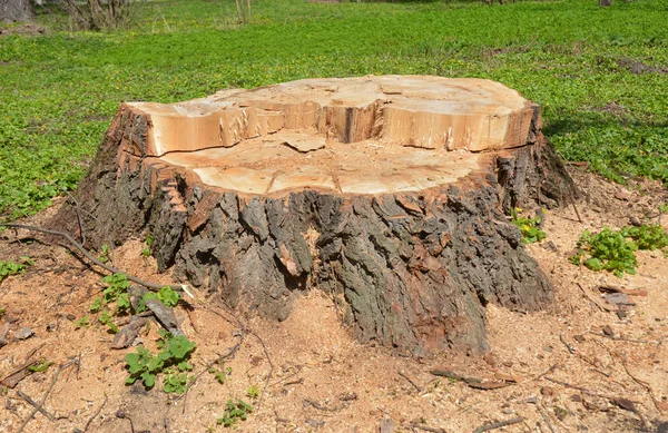 Ceppo alberi con erba verde nella foresta — Foto Stock