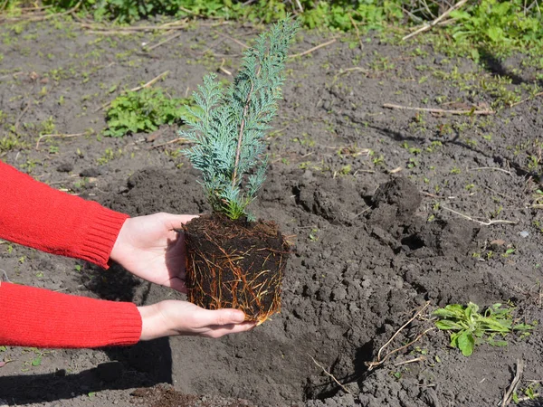 Садовник держит в руках корни кипариса Лоусона из цветочного горшка для весенней пересадки в саду — стоковое фото