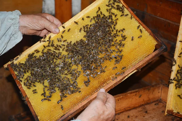 Montura de madera panal. Apicultor sosteniendo marco de madera con panales y miel abejas foto . —  Fotos de Stock