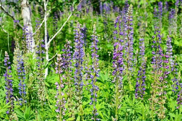 Puple lupinus, algemeen bekend als lupine of lupine bloem in het bos weide — Stockfoto