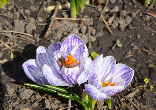 Krokus Kwiaty Wiosennym Ogrodzie Pszczołą Miodną — Zdjęcie stockowe