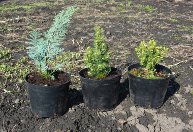 Küçük kozalaklı ağaçlar, saksılarda dikmek için yemyeşil ağaçlar. Ardıç ağacı tohumları, Picea glauca Conica, çömleklerdeki Kanada conica kürkü.