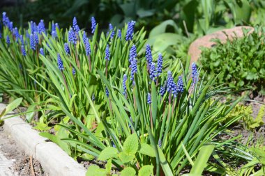 Güzel ilk bahar ampulü çiçekler mavi muscari, üzümlü sümbül, çan çiçekleri, çiçek tarhında mavi boneler.