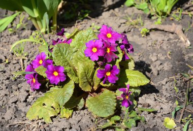 Pembe ve mor primula vulgaris alt türü sibthorpii baharda çiçek açmış. Güzel bahar primula çiçeklerinin yetiştirilmesi ve yetiştirilmesi.