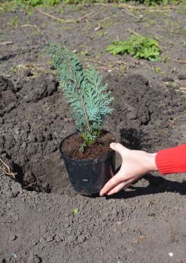 Chamaecyparis lawsoniana Alumii bitkisi, Lawson selvi ottan toprağa kök salmış. 