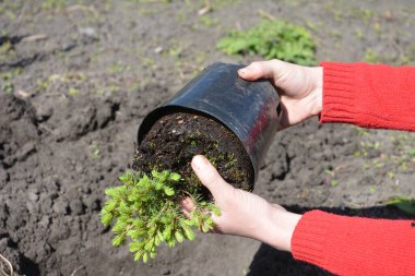 İlkbahar bahçesinde esrar fidanından filizlenen picea glauca Conica fidanı dikiyorum.. 