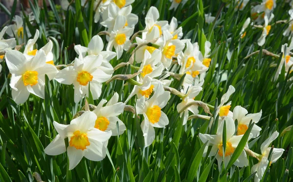 Narcissus Flowers Flowerbed Springtime Garden — Stock Photo, Image