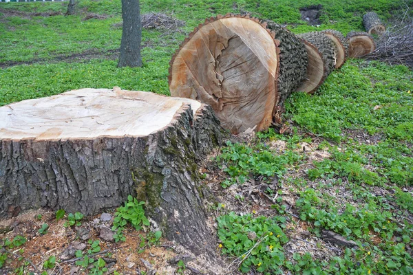 Fällt Einen Großen Baum Entwaldungskonzept — Stockfoto