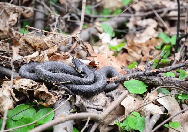 Long Natrix Natrix Grass Snake Lying Sun Spring Forest — Stock Photo, Image