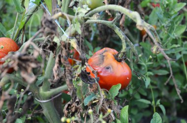 Patojen Phytophthora parazitinin sebep olduğu domatesin mantar karabatak çürüğü bir domates bitkisini kötü etkilemiş. Domates hastalığının son safhası.