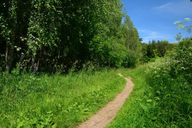 Uzun, dolambaçlı bir patika, yemyeşil orman yakınında yemyeşil yapraklar ve mavi bulutsuz gökyüzü.