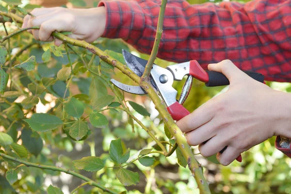 A gardener is pruning a climbing rose with pruning shears.