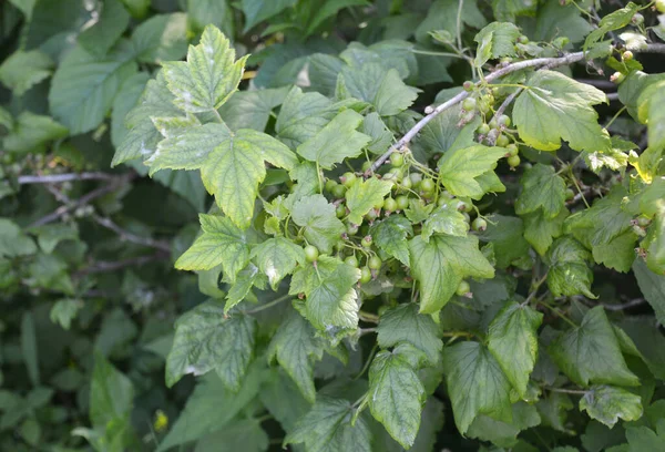 Black currant bush with downy mildew, powdery mildew disease on the leaves in a wet season — Stock Image Black Currant Bush Downy Mildew Powdery Mildew Disease Leaves Wet Royalty Free Stock Images