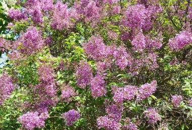 Bahçede bol bol açan leylak ya da şırınga kabuklu çiçeklere yakın plan..