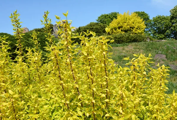 Een Close Van Een Struik Van Forsythia Met Gele Bloemen — Stockfoto