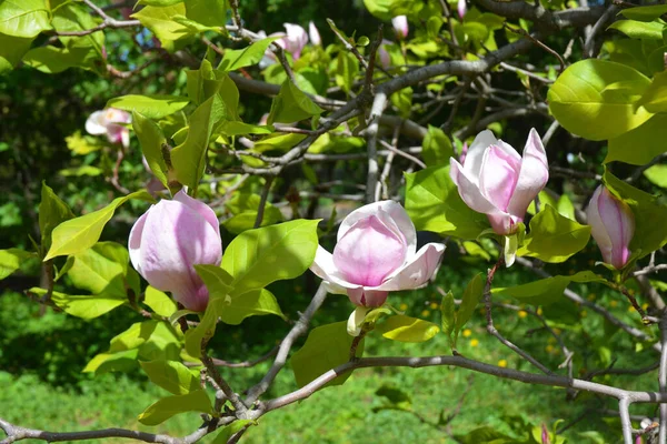 Magnificent pink magnolia flowers among young leaves of a magnolia tree in a botanic garden in spring.