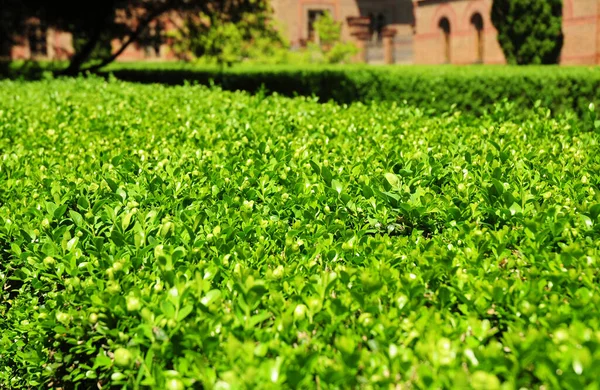 Wintergrüner Buchsbaum Buchsbaumhecke Sträucher Mit Sanftem Fokus — Stockfoto