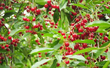 Büyük koyu kırmızı, kaliteli kirazlarla dolu kiraz ağacı..