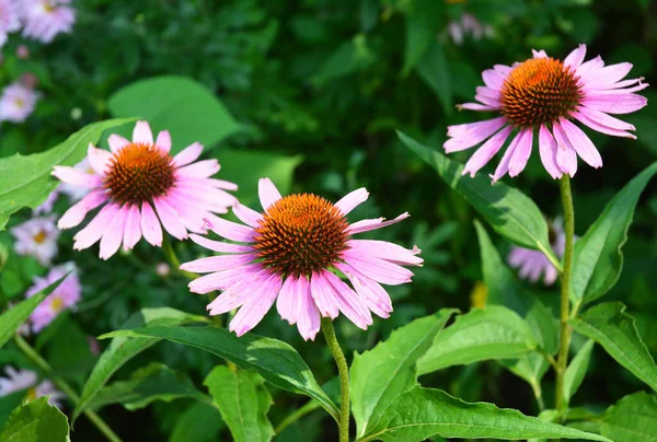 Echinacea Purpurea Coneflower Roxo Abelha Planta Amigável Amplamente Utilizada Fitoterapia — Fotografia de Stock