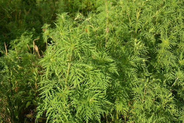 A close-up on dangerous plant ragweed pollen, Ambrosia shrubs that causes allergic reactions, allergic rhinitis.