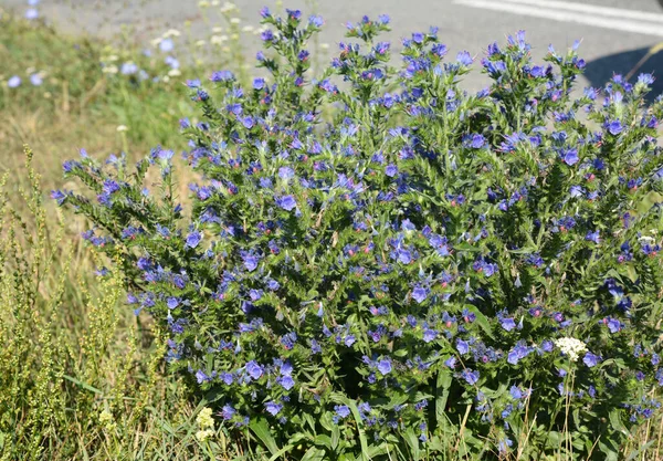 Echium Vulgare Viper Bugloss Blueweed Bee Plant Small Vivid Blue — стоковое фото