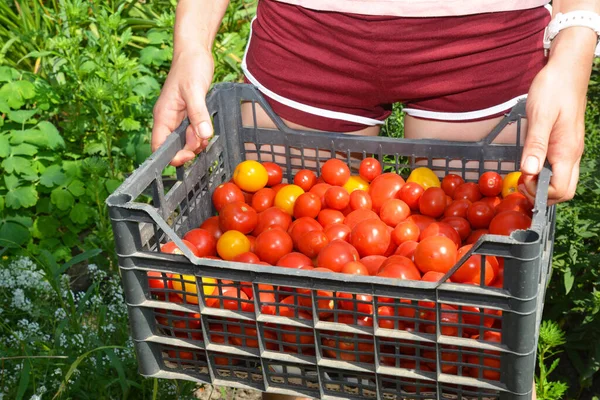 Una Mujer Lleva Recipiente Verduras Caja Llena Tomates Rojos Amarillos — Foto de Stock