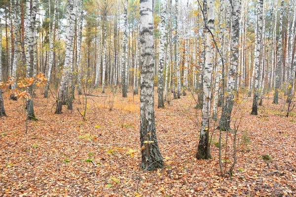 Δάση Του Φθινοπώρου Χρυσά Φύλλα Στο Έδαφος — Φωτογραφία Αρχείου