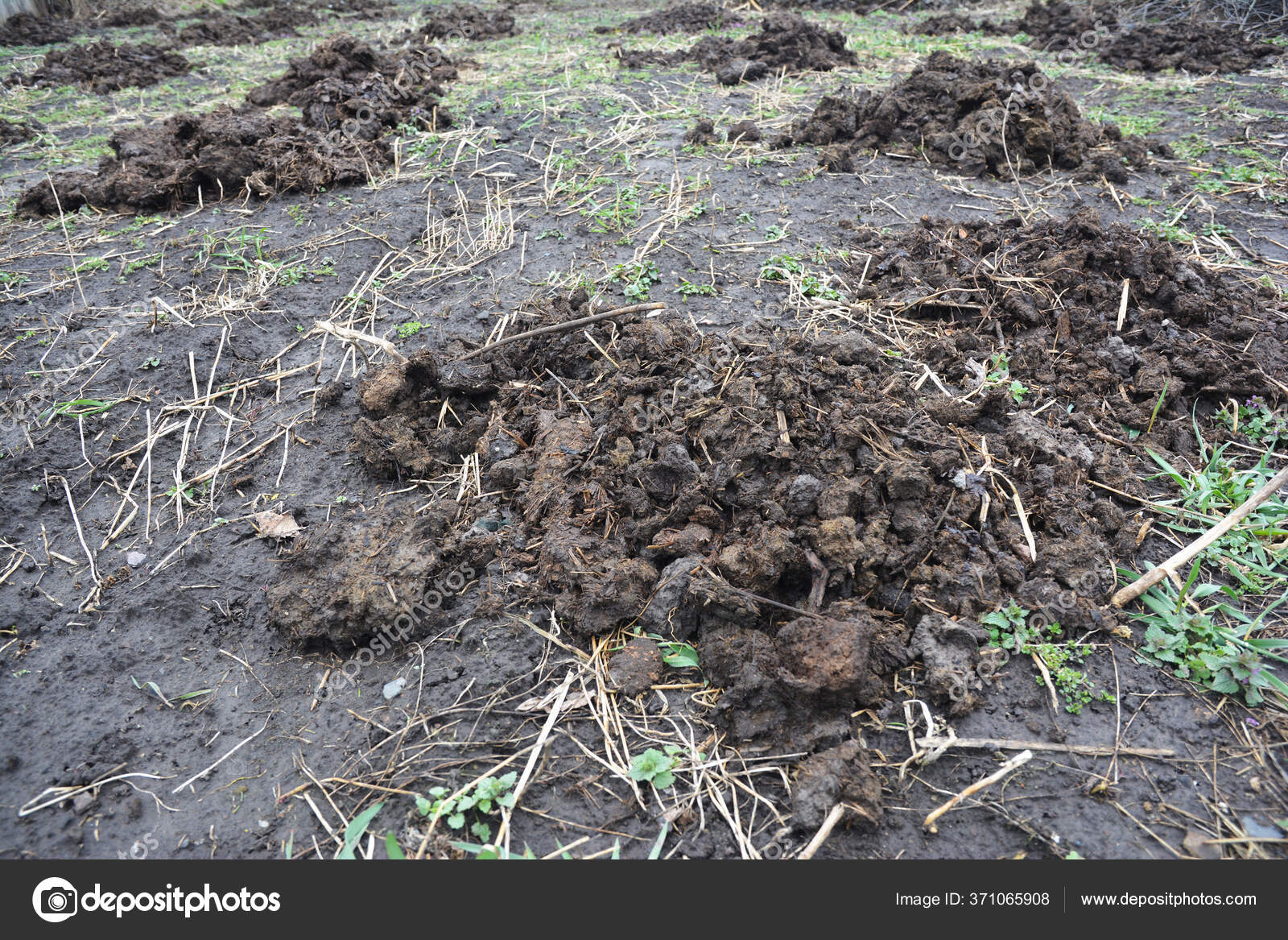навоз для удобрения огорода. вскапывание почвы. навоз под помидоры. минеральные удобрения для почвы. куриный помёт.