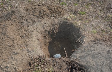 Ağaç gübreleme: Nitrojen, fosfor ve potasyum içeren kimyasal mineral gübreleri ekleme. Ceviz ağacı dikmeden önce bir ağaç dikmek için..